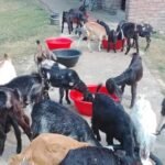 Goat Rearing Boosts Rural Economy in Rajshahi - Experts